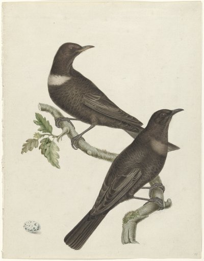 Dois tordos (Purdus torquatus) com um ovo de Jan Christiaan Sepp (possibly)