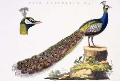 Pavão, c.1809-1829 de Jan Christiaen Sepp