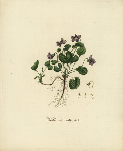 Violeta doce ou violeta inglesa, Viola odorata de Jan Christiaen Sepp