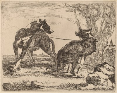 Dois galgos, amarrados e um de frente para o outro de Jan Fyt