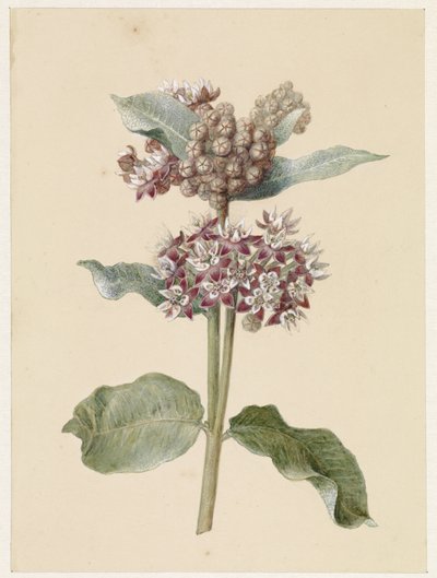 Espécies de Asclepias floridas de Jan Jacob Goteling Vinnis