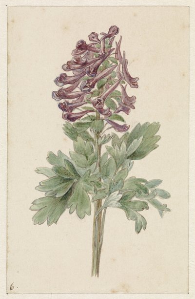 Corydalis bulbosa florescendo de Jan Jacob Goteling Vinnis