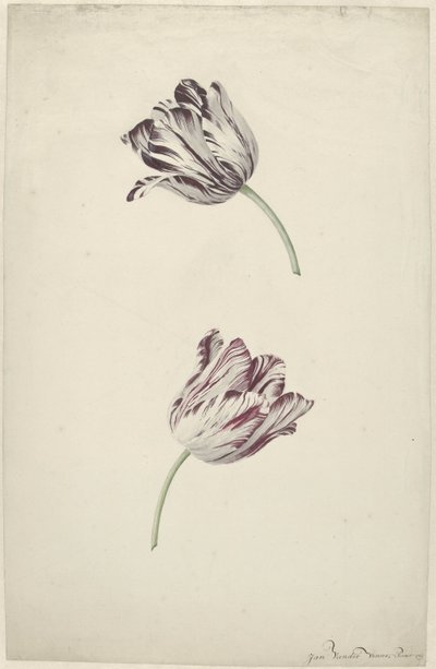 Duas Tulipas Vermelhas e Brancas de Jan Jansz. van der Vinne