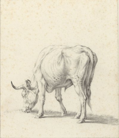 touro pastando de Jan Kobell (II)