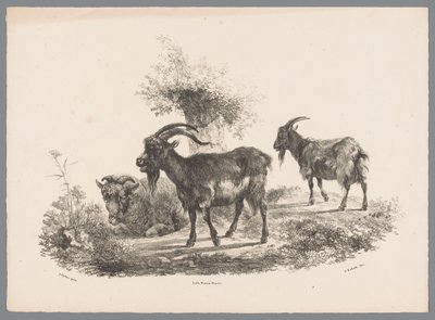 Dois caprinos e uma ovelha junto a uma árvore
Besten Studien por J. Kobell depois de Paul Potter No. 1 (título da série) de Jan Kobell (III)