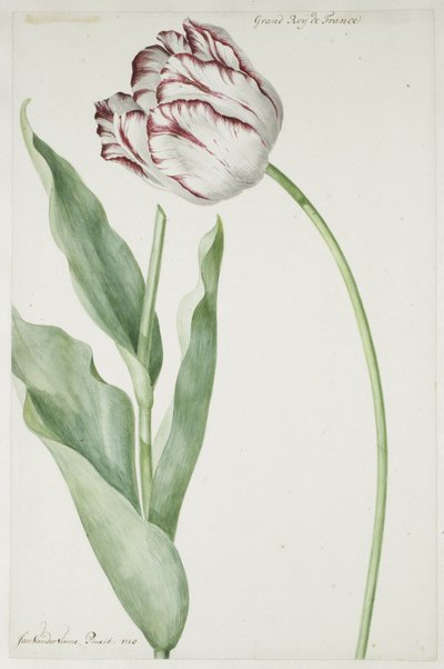 Tulipa Grand Roy de França de Jan Laurensz. van der Vinne