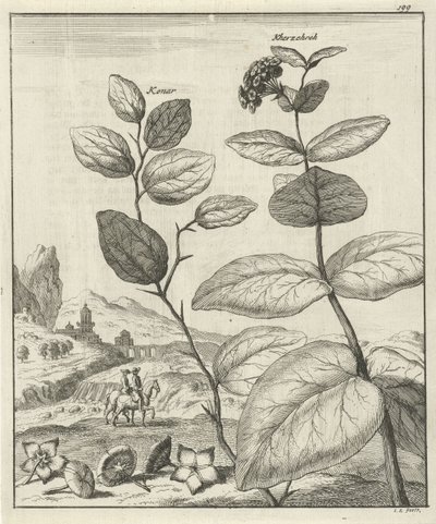 Imagem de duas plantas persas de Jan Luyken