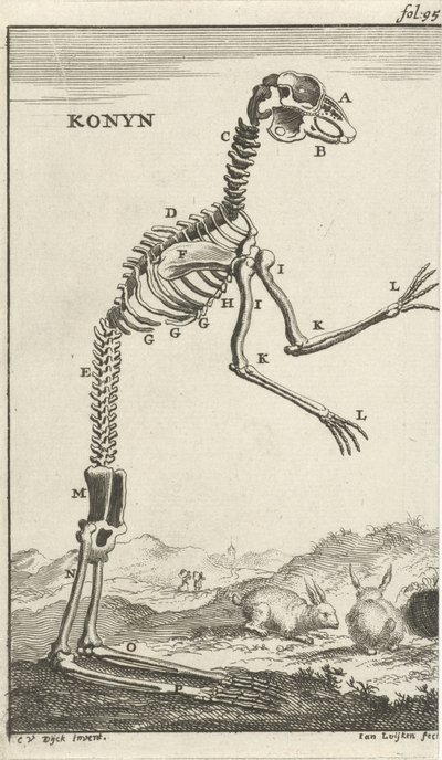 Esqueleto de um coelho Konyn (título no objeto) de Jan Luyken