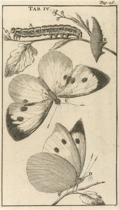 Lagartas, pupas e borboletas IV de Jan Luyken