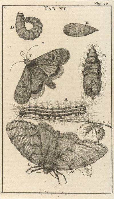 Lagartas, Pupas e Borboletas VI de Jan Luyken