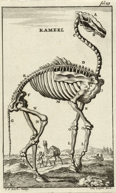 Esqueleto de um camelo, c. Década de 1680 de Jan Luyken