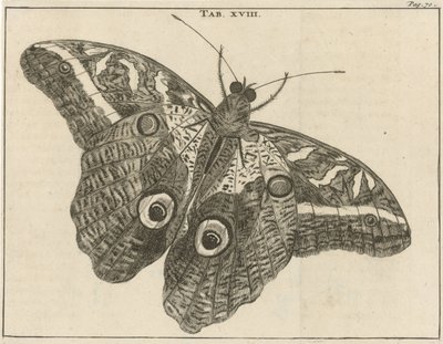 Borboleta gigante do Suriname XVIII de Jan Luyken