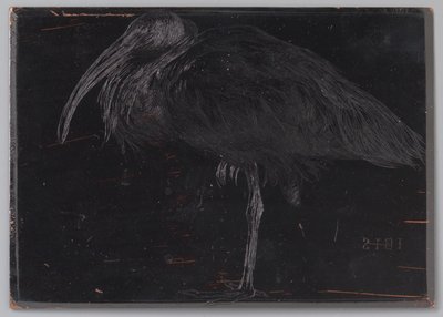 Ibis (título original no objeto) de Jan Veth