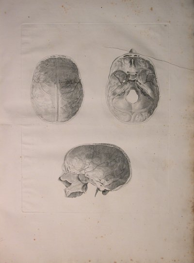 Álbuns 2 Pl. 3, os ossos cranianos, a partir de uma "tabela de ossos humanos, por Bernhard Siegfried Albino (1697-1770), publicado por J.undH. Verbeek, bibliop. 1753, Leiden, 1753 de Jan Wandelaar