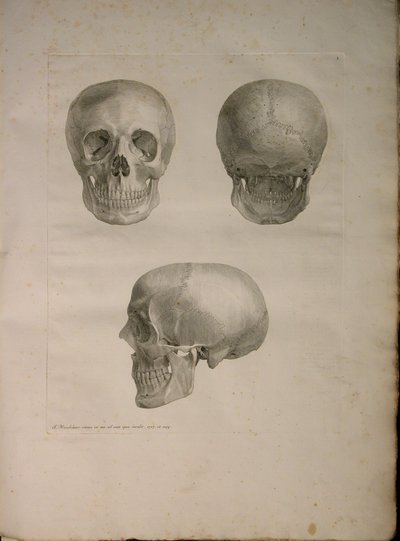 Álbuns 2 Pl. 1, a partir de uma "tabela de ossos humanos, por Bernhard Siegfried Albino (1697-1770), 1729, publicada por J.undH. Verbeek, bibliop. 1753, Leiden de Jan Wandelaar