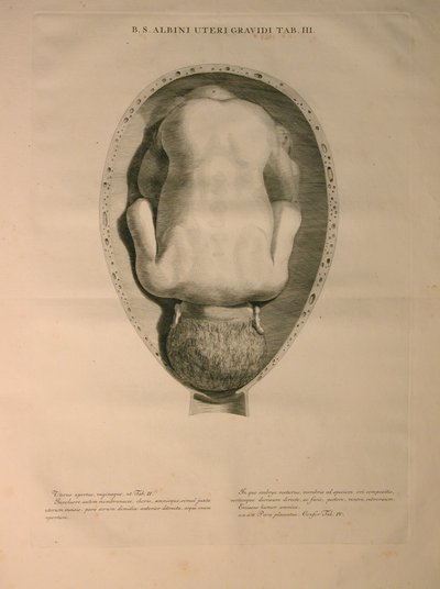 Albinus, PI. 3, a partir de uma "tabela de ossos humanos, por Bernhard Siegfried Albino (1697-1770), publicado por J.undH. Verbeek, bibliop., Leiden, 1748 de Jan Wandelaar