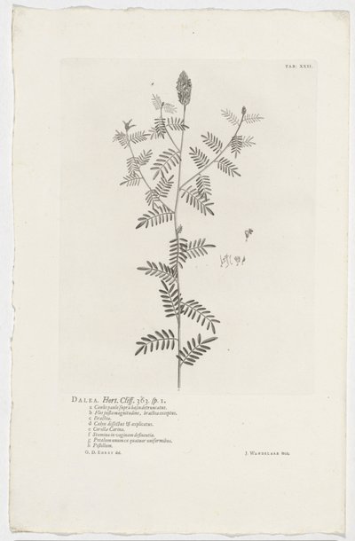 Dalea alopecuroides
Dalea. Hort. Penhasco. 363. sp. 1 (título sobre o objecto) de Jan Wandelaar