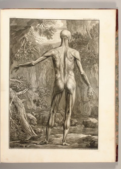 Gravura representando os grupos musculares das costas, 1747 de Jan Wandelaar