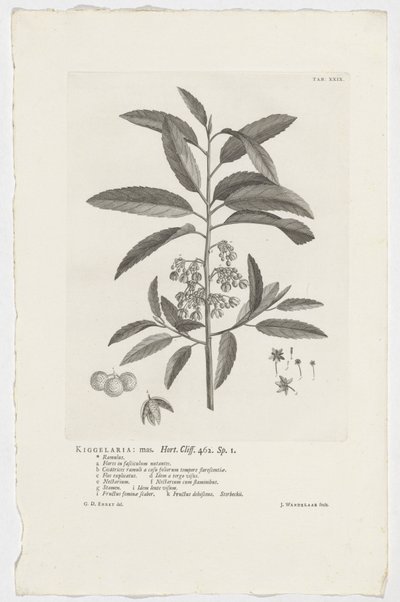 Kiggelaria africana Kigelaria: mas. Hort. Penhasco. 462. sp. 1 (título no objeto) de Jan Wandelaar