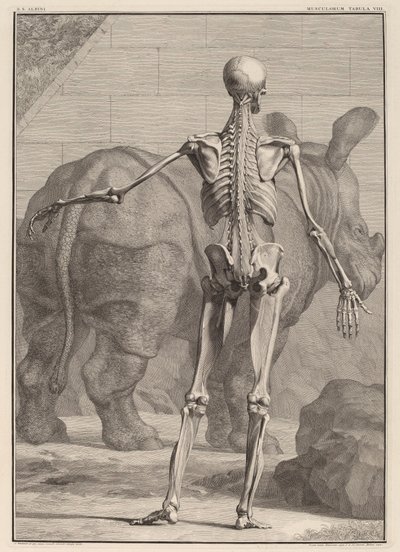 Musculorum Tabula VIII de Jan Wandelaar
