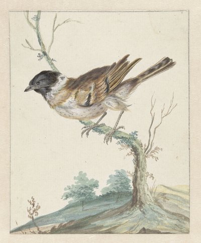 Riegor (?) de Jan Baptist Weenix