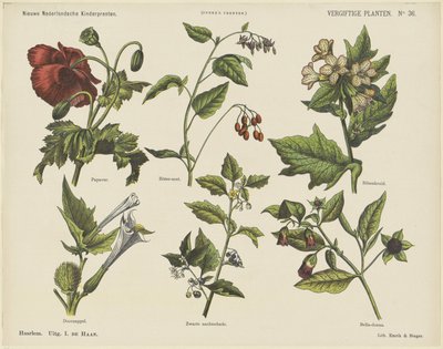 Plantas venenosas (título no objeto) Novas estampas infantis holandesas (título da série no objeto) Estampas do Funke (título da série no objeto) de Jan de Haan