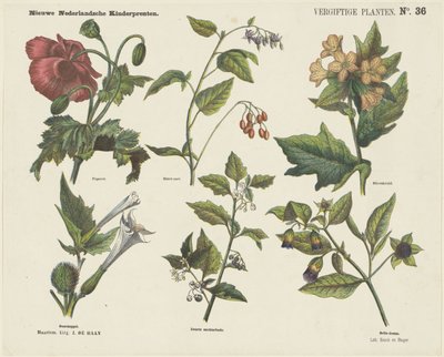 Plantas venenosas (título sobre o objecto)
Novas impressões para crianças holandesas (título da série sobre o objecto) de Jan de Haan