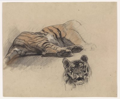 Tigre de reclinagem, e cabeça de um tigre de Jan van Essen