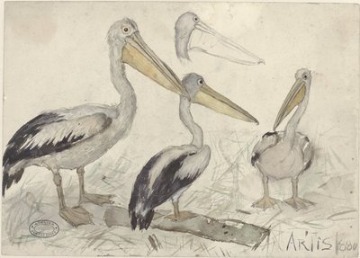 Pelicanos no zoológico Artis de Jan van Essen