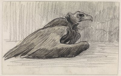 Abutre sentado, à direita de Jan van Essen