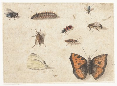 Folha de Estudos de Nove Insetos de Jan van Kessel (I)