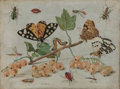 Insetos e Fruta, c.1660-5 (óleo sobre cobre) de Jan van Kessel the Elder