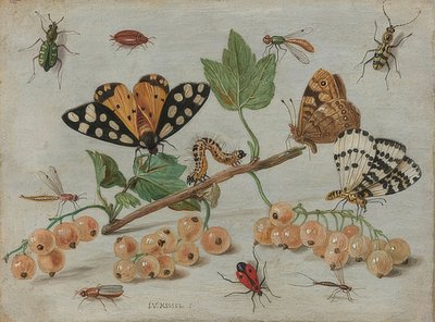 Insetos e frutas. Por volta de 1660-65 de Jan van Kessel the Elder