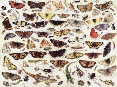 Estudo de borboletas e outros insetos. 1657 de Jan van Kessel the Elder