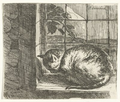 O gato na moldura da janela de Jan van Ossenbeeck