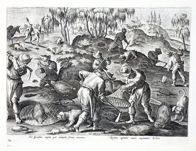 Escavando e capturando Porcupines, placa 54, ilustração de &39;Venationes, Ferarum, Avium, Piscium&39; (de caça: feras, pássaros, peixes), gravada por Jan Collaert (1566-1628), pub. por Phillipus de Jan van der Straet