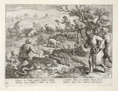 Vipers italianos que comem sapos, placa 60, ilustração de &39;Venationes, Ferarum, Avium, Piscium&39; (da caça: Bestas selvagens, pássaros, peixes), gravada por Jan Collaert (1566-1628), bar. por Phillipus Gallaeus, de Jan van der Straet