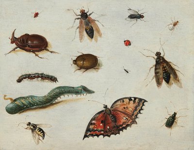 "Insectos" Peinture de Jan Van Kessel l