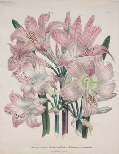 Belladonna Lily: Amarílis beladona de Jane Loudon