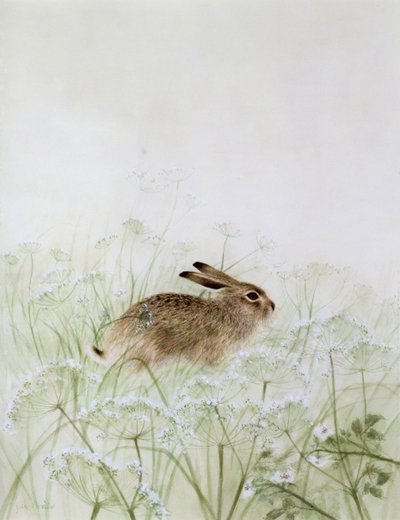 Coelho de Jane Neville