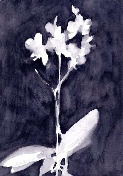 Impressão de orquídea em cinzento-azul escuro, c. 2019 (aguarela sobre papel) de Janel Bragg