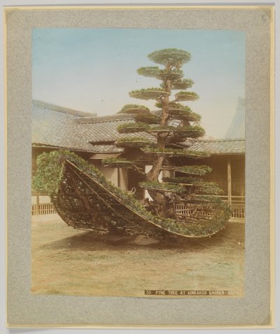 Pinheiro no Kinkakuji Garden, Kyoto, Japão (foto a p/b colorida à mão) de Japanese Photographer
