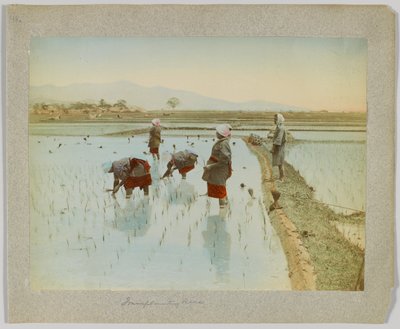 Transplante de arroz, Japão (foto a p/b colorida à mão) de Japanese Photographer