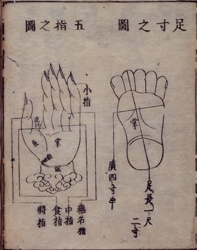 16029.b.5 fol.15v Diagrama mostrando pontos de acupunctura nas mãos e pés, de um comentário japonês de um trabalho chinês sobre acupunctura, o Shisijing fahui de 1341 por Hua Shou, Kyoto de Japanese School