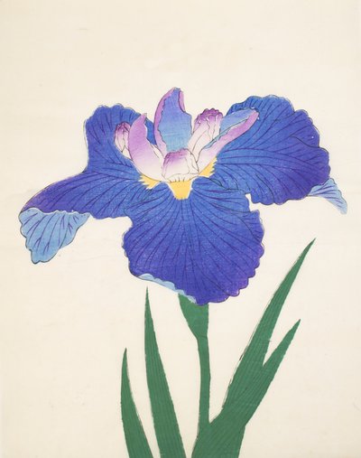 Aoi-Gata, nº 30, 1898 de Japanese School