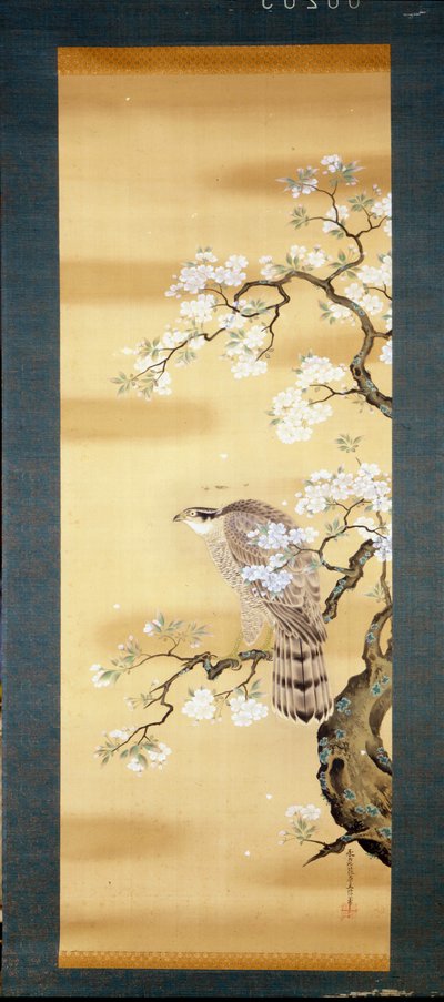 Falcão sobre um ramo de cerejeira japonesa floresceu. Pintura em seda do século XVIII do Japão. Génova. Museo Chiossone. de Japanese School