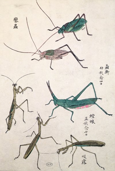Gafanhotos e Mantises (impressão woodblock de cor) de Japanese School