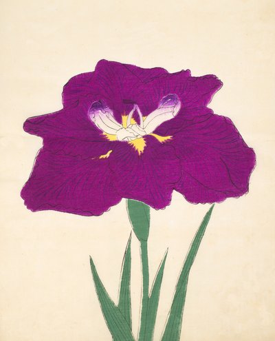 Hizume-no.-Hyoshi, nº 29, 1898 de Japanese School