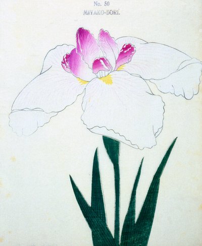 Miyako-Dore, nº 50, 1898 de Japanese School
