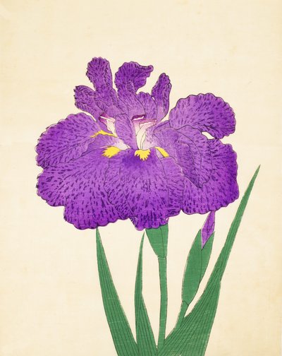 Nyo-Nishiki, nº 11, 1898 de Japanese School